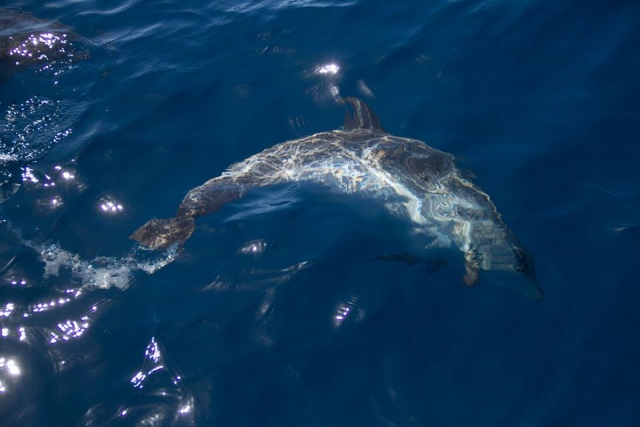 Vemos un delfin nadando